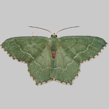 Picture of Common Emerald - Hemithea aestivaria