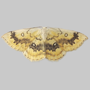 Picture of Mocha - Cyclophora annularia