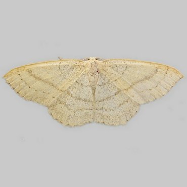 Picture of Clay Triple-lines - Cyclophora linearia*