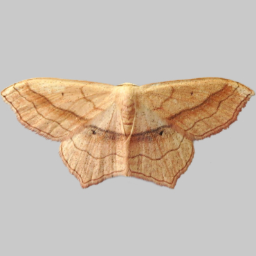 Picture of Small Blood-vein - Scopula imitaria