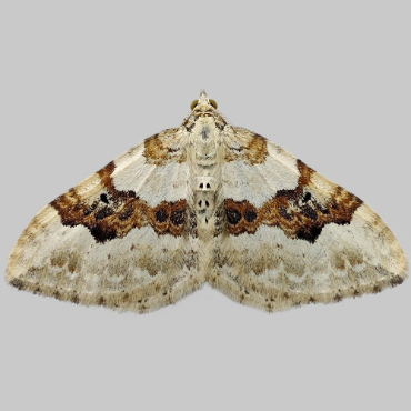 Picture of Silver-ground Carpet - Xanthorhoe montanata