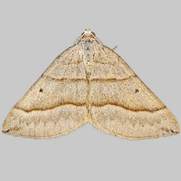 Picture of July Belle - Scotopteryx luridata