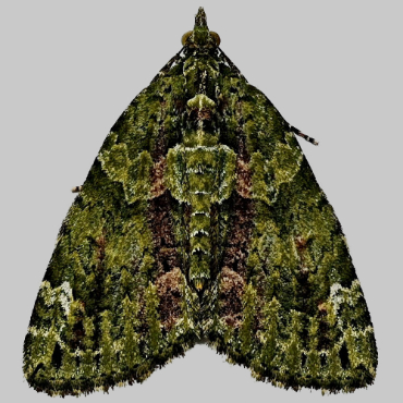 Picture of Red-green Carpet - Chloroclysta siterata