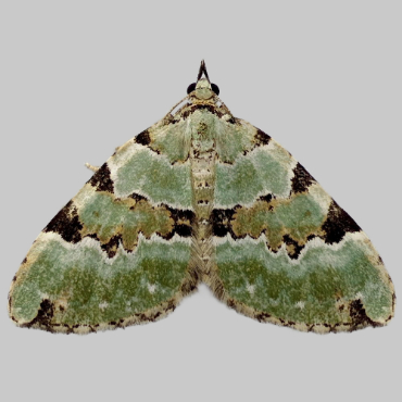 Picture of Green Carpet - Colostygia pectinataria