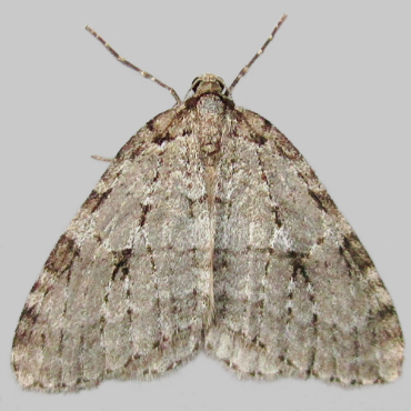 Picture of Autumnal Moth - Epirrita autumnata