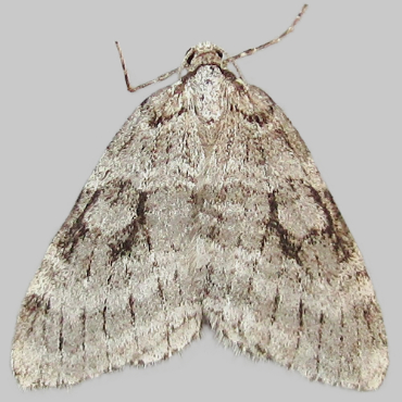 Picture of Small Autumnal Moth - Epirrita filigrammaria