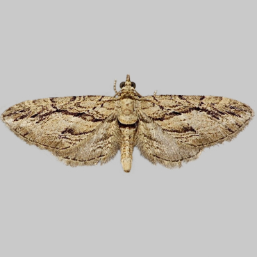 Picture of Cypress Pug - Eupithecia phoeniceata
