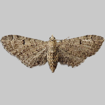 Picture of Channel Islands Pug - Eupithecia ultimaria