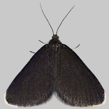 Picture of Chimney Sweeper - Odezia atrata