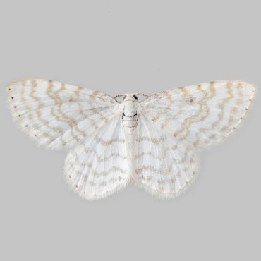 Picture of Small White Wave - Asthena albulata