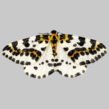 Picture of Magpie Moth - Abraxas grossulariata