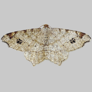 Picture of Peacock Moth - Macaria notata*