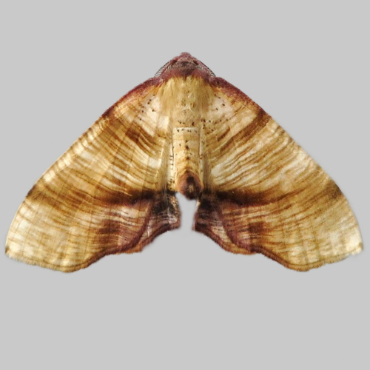 Picture of Scorched Wing - Plagodis dolabraria