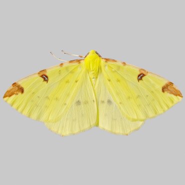 Picture of Brimstone Moth - Opisthograptis luteolata