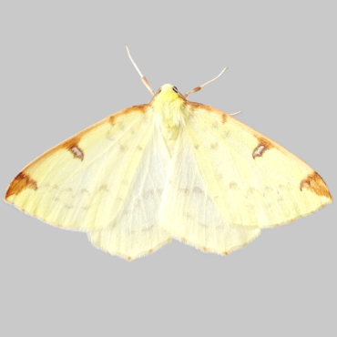 Picture of Brimstone Moth - Opisthograptis luteolata ab. intermedia Harr.*