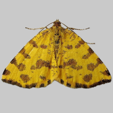 Picture of Speckled Yellow - Pseudopanthera macularia