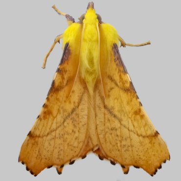 Picture of Canary-shouldered Thorn - Ennomos alniaria