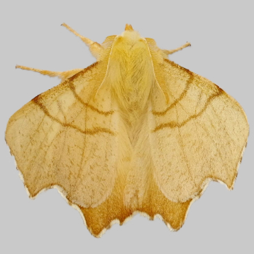 Picture of September Thorn - Ennomos erosaria*