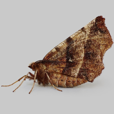 Picture of Early Thorn - Selenia dentaria (1st Generation)