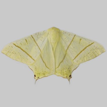 Picture of Swallow-tailed Moth - Ourapteryx sambucaria