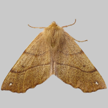 Picture of Feathered Thorn - Colotois pennaria