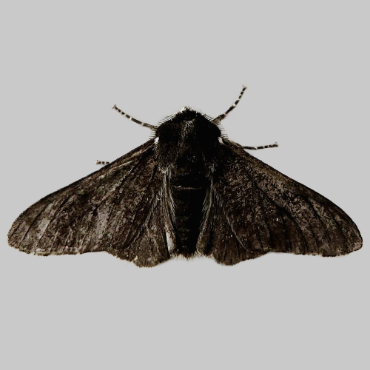 Picture of Peppered Moth - Biston betularia  f. carbonaria