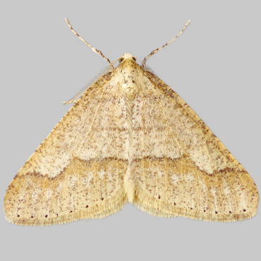 Picture of Dotted Border - Agriopis marginaria
