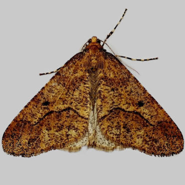 Picture of Mottled Umber - Erannis defoliaria