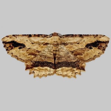 Picture of Waved Umber - Menophra abruptaria
