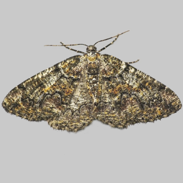 Picture of Brussels Lace - Cleorodes lichenaria