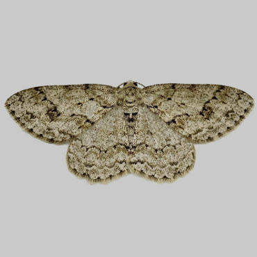 Picture of Engrailed - Ectropis crepuscularia*