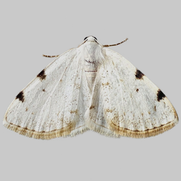 Picture of White-pinion Spotted - Lomographa bimaculata