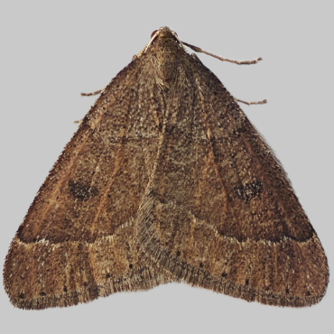 Picture of Early Moth - Theria primaria*