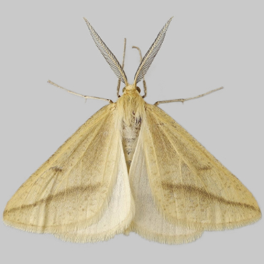 Picture of Straw Belle - Aspitates gilvaria ssp. burrenensis
