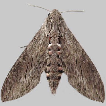 Picture of Convolvulus Hawk-moth - Agrius convolvuli (Female)