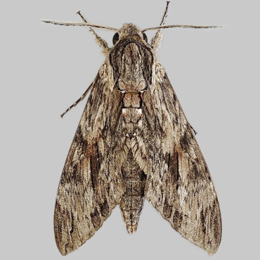 Picture of Convolvulus Hawk-moth - Agrius convolvuli (Male)