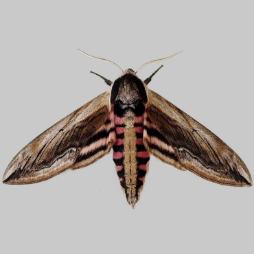 Picture of Privet Hawk-moth - Sphinx ligustri