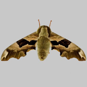 Picture of Lime Hawk-moth - Mimas tiliae