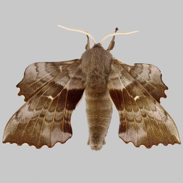 Picture of Poplar Hawk-moth - Laothoe populi (Male)