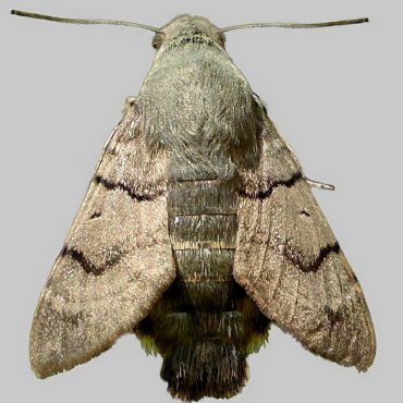 Picture of Humming-bird Hawk-moth - Macroglossum stellatarum