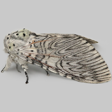Picture of Puss Moth - Cerura vinula