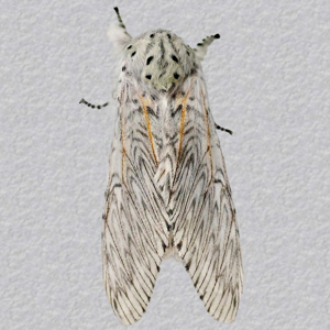 Image of Puss Moth - Cerura vinula