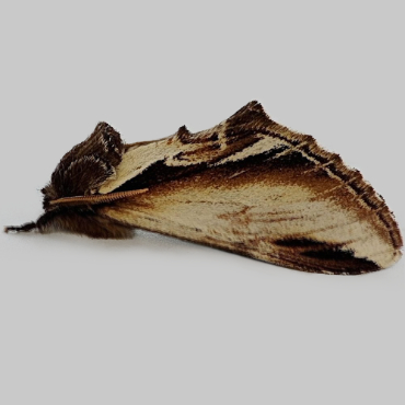 Picture of Lesser Swallow Prominent - Pheosia gnoma