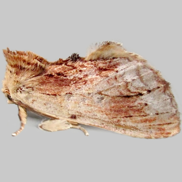 Picture of Maple Prominent - Ptilodon cucullina