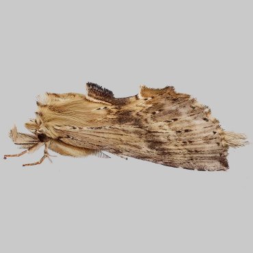 Picture of Pale Prominent - Pterostoma palpina