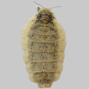 Picture of Vapourer - Orgyia antiqua (Female)