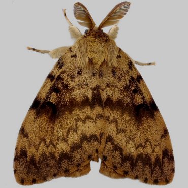 Picture of Gypsy Moth - Lymantria dispar (Male)*