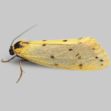 Picture of Dew Moth - Setina irrorella