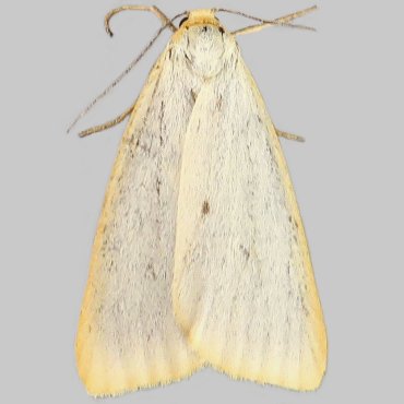 Picture of Four-dotted Footman - Cybosia mesomella