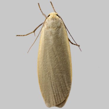 Picture of Dingy Footman - Eilema griseola